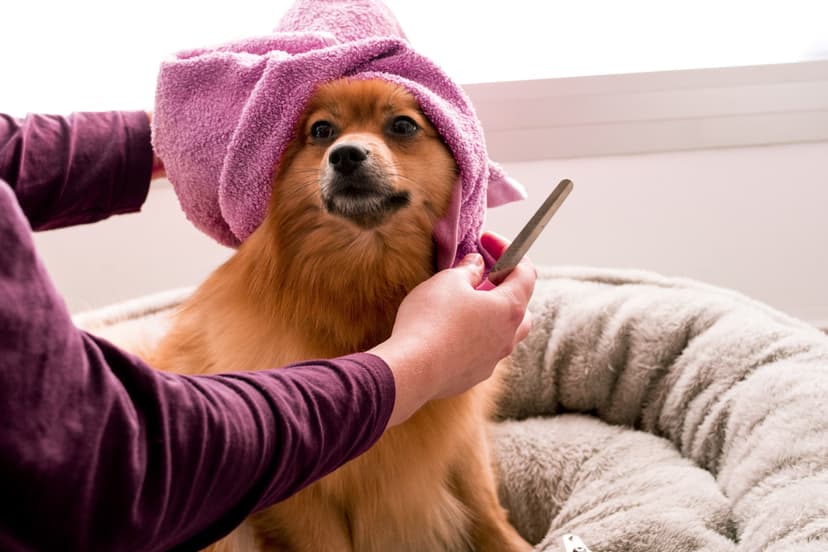 Professional pet grooming service
