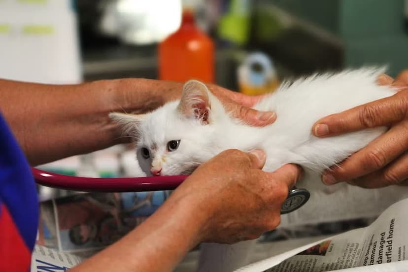 Professional veterinary service